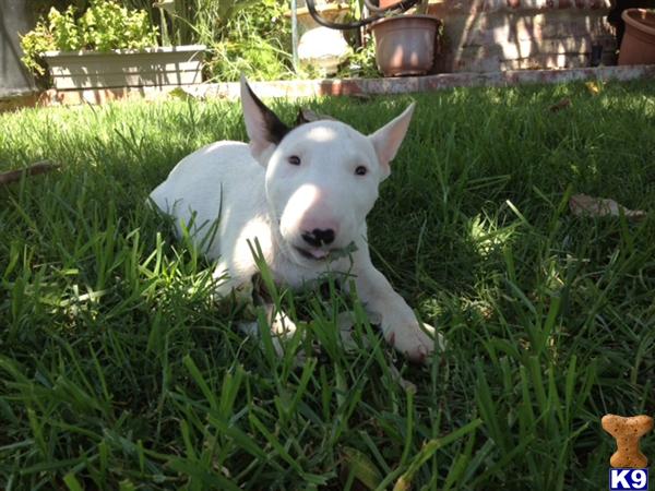 Miniature Bull Terrier