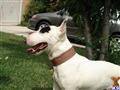 Bull Terrier stud dog: White Bull Terrier with black patch, sitting in grassy yard