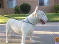 bull terrier puppy posted by allinkennels