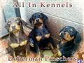 doberman pinscher puppy posted by allinkennels