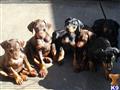 doberman pinscher puppy posted by allinkennels