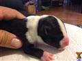 miniature bull terrier puppy posted by allinkennels