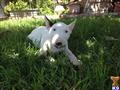 miniature bull terrier puppy posted by allinkennels