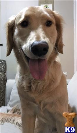 a golden retriever dog with its tongue out