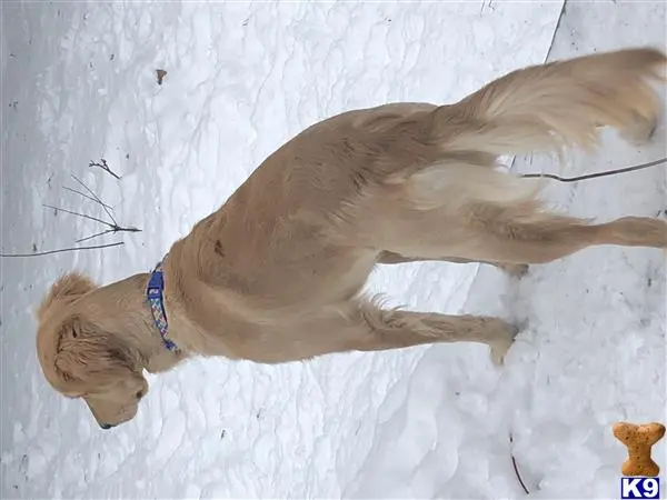 Golden Retriever stud dog