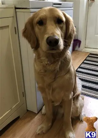 Golden Retriever stud dog