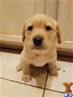 labrador retriever puppy posted by allison_flagg
