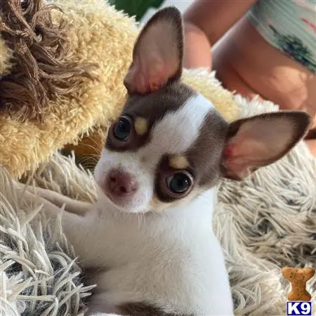 Chihuahua puppy for sale