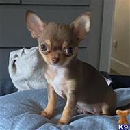 chihuahua puppy posted by allisondahl