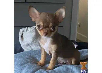 Chihuahua