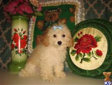 poodle puppy posted by alls61108