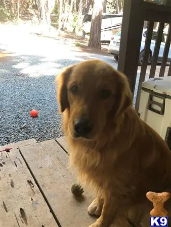 Golden Retriever stud dog