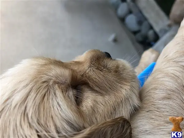 Golden Retriever stud dog