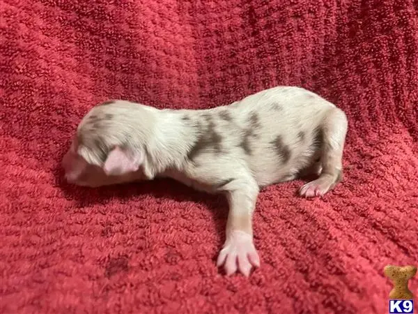 Australian Shepherd puppy for sale