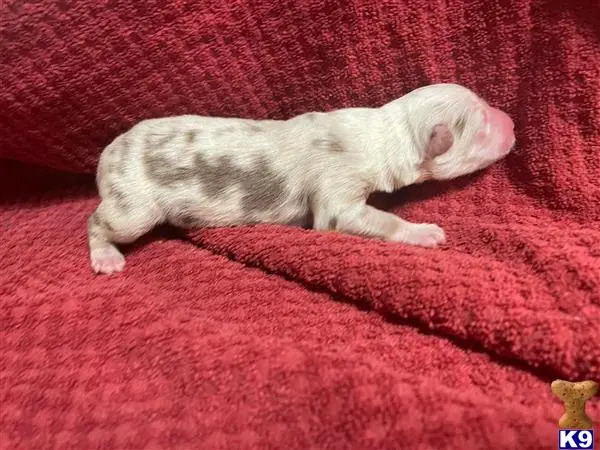 Australian Shepherd puppy for sale