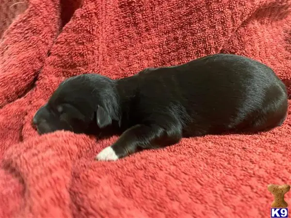 Australian Shepherd puppy for sale