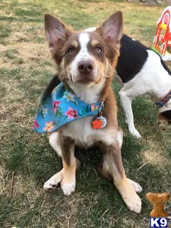 Australian Shepherd female dog