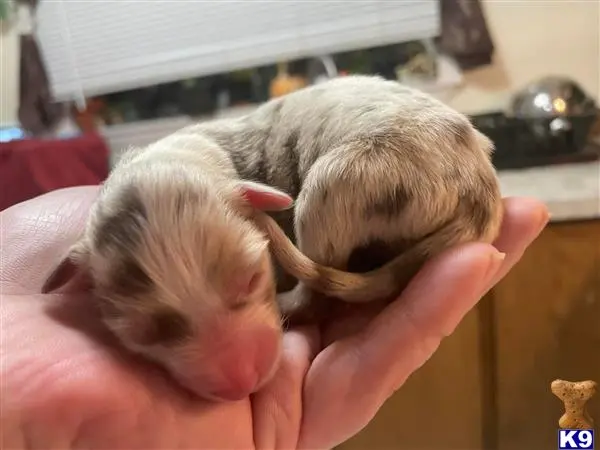 Australian Shepherd puppy for sale