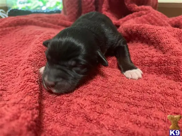 Australian Shepherd puppy for sale