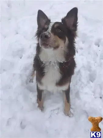 Australian Shepherd female dog