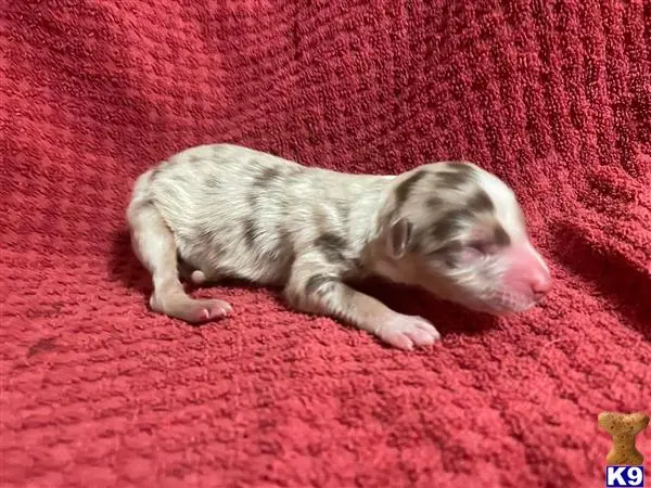 Australian Shepherd puppy for sale