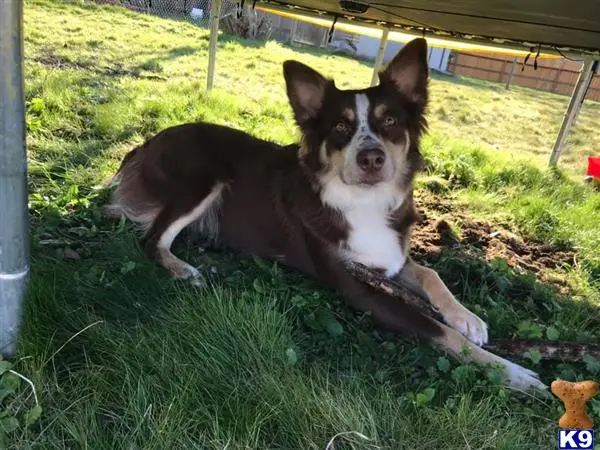 Australian Shepherd female dog