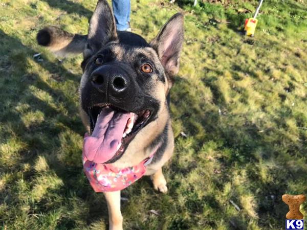 German Shepherd female dog