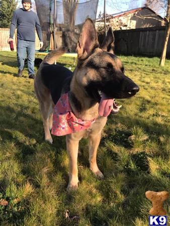German Shepherd female dog