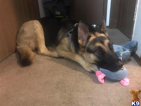 German Shepherd female dog