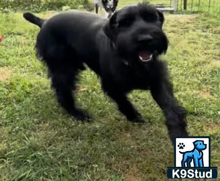 a black standard schnauzer dog running on grass
