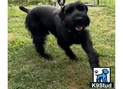 a black standard schnauzer dog running on grass