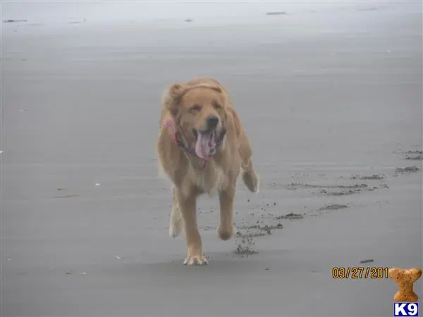 Golden Retriever female dog: Golden Retriever running on a sandy beach with tongue out