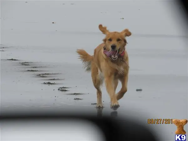 Golden Retriever female dog: Golden Retriever running on a sandy beach with a toy