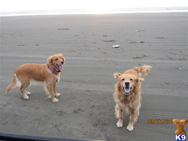 Golden Retriever female dog: Two Golden Retrievers on a sandy beach at sunset