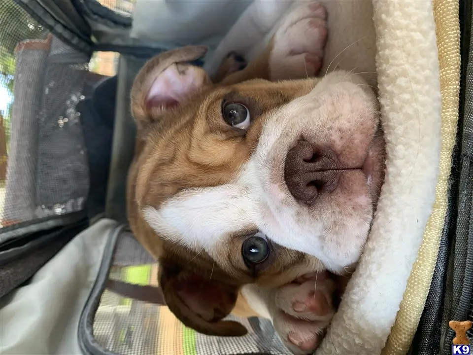 English Bulldog stud dog