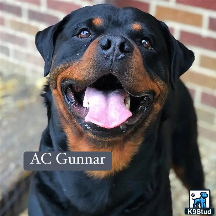 Rottweiler stud dog: a rottweiler dog with its mouth open