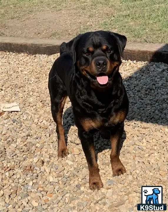 Rottweiler stud dog: a rottweiler dog sitting on a stone surface