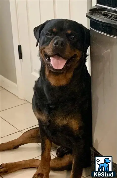 Rottweiler stud dog: a rottweiler dog sitting on the floor