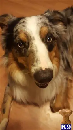 Australian Shepherd stud dog