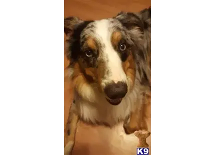 Australian Shepherd