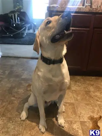 Labrador Retriever stud dog