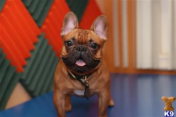 French Bulldog stud dog