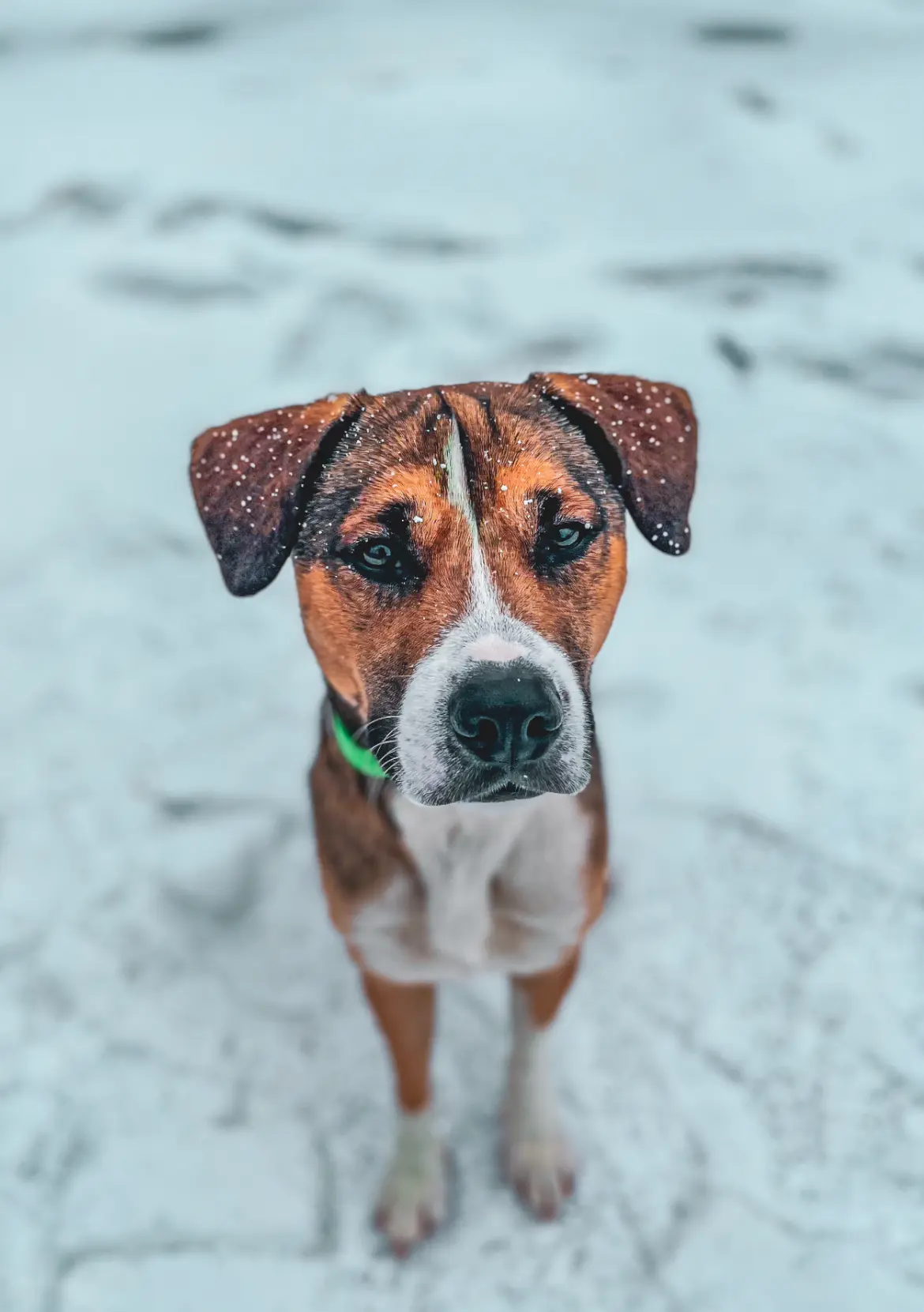 Mixed Breed stud dog: Brown and white mixed breed dog with snow on its coat