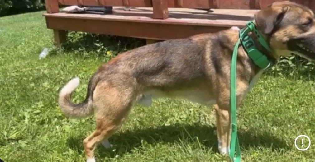 Mixed Breed stud dog: Mixed breed dog with a brown and black coat in grass