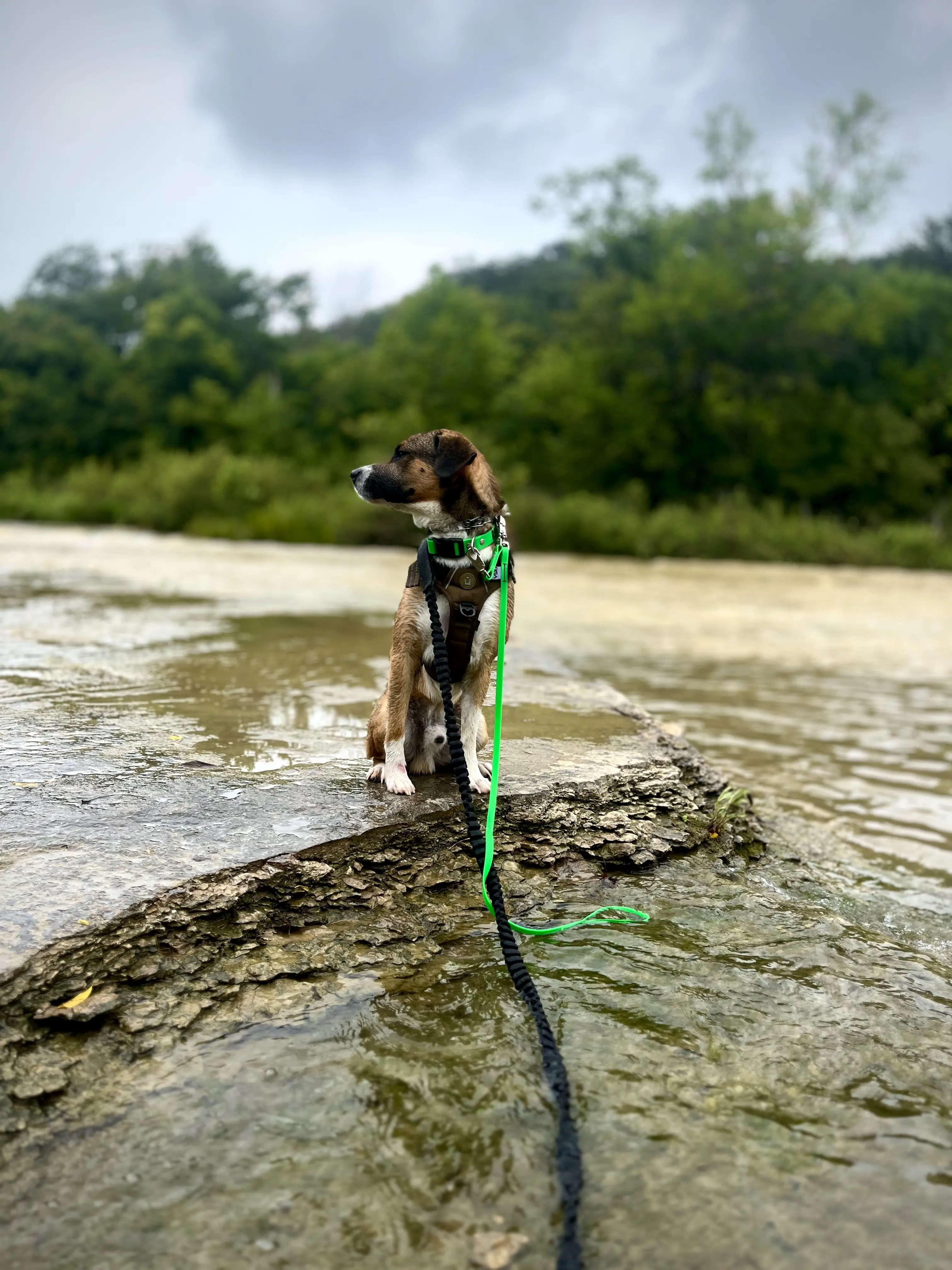 Mixed Breed stud dog: Mixed breed dog with brown coat sitting by a riverbank