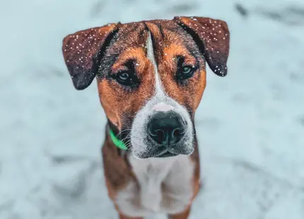 Mixed Breed stud dog: Brown and white mixed breed dog with snow on its coat