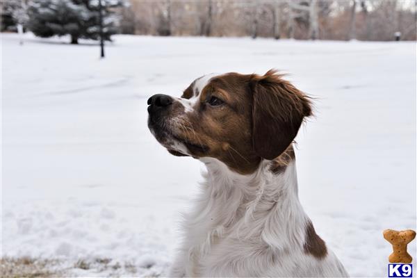 Brittany dog