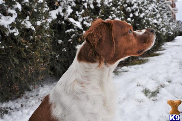 Brittany dog