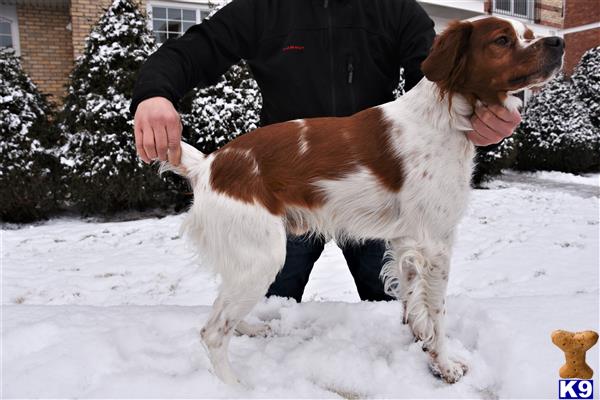 Brittany dog