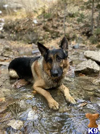 German Shepherd stud dog